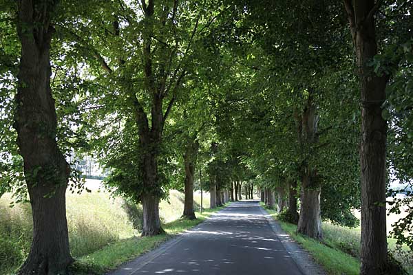 Allee auf Jasmund bei Lohme