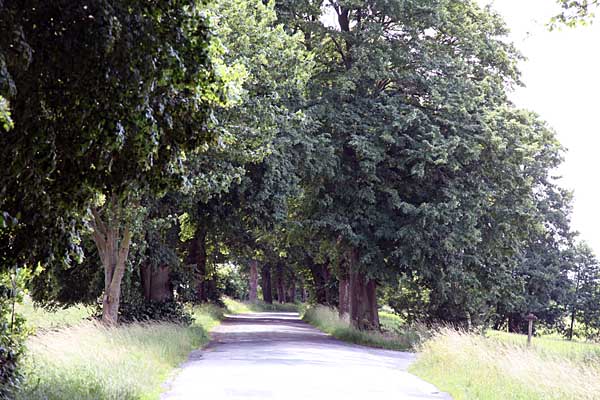 Allee bei Usedom