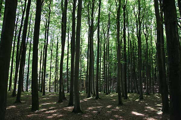 Buchenwald im Nationalpark Jasmund nahe Hagen