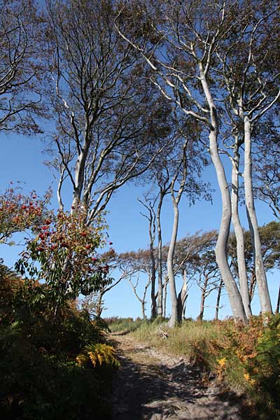 Urwald auf dem Darss