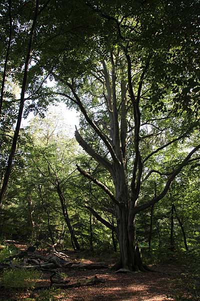 Urwald auf dem Darss