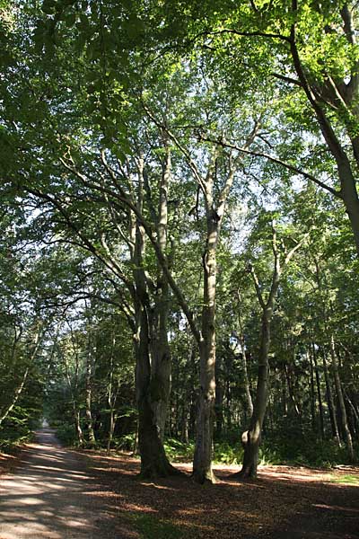 Urwald auf dem Darss