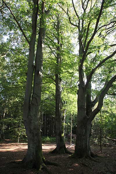 Urwald auf dem Darss