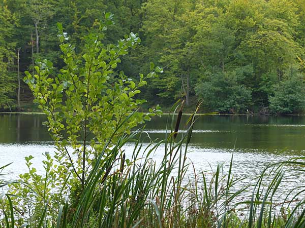 Der Schwarze See
