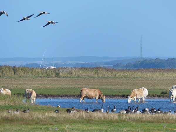 Hiddensee - Natur pur