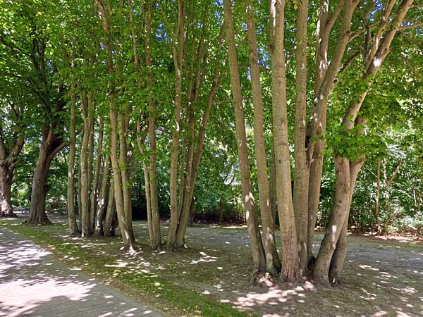 Promenade am K&uuml;stenwald