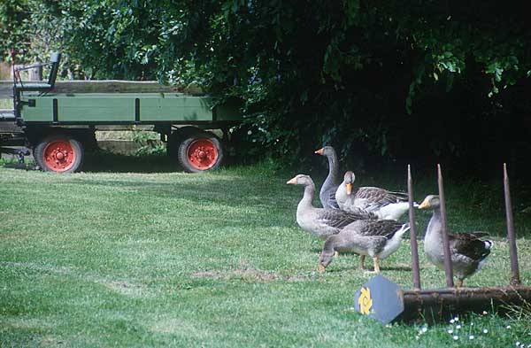 Freilichtmuseum Klockenhagen - Gänse