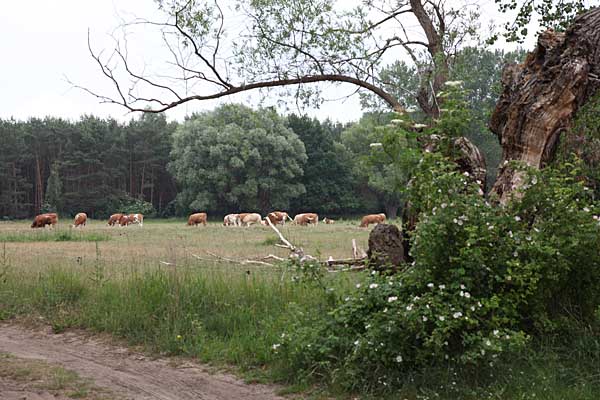 Lieper Winkel