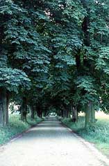 Allee auf Rügen