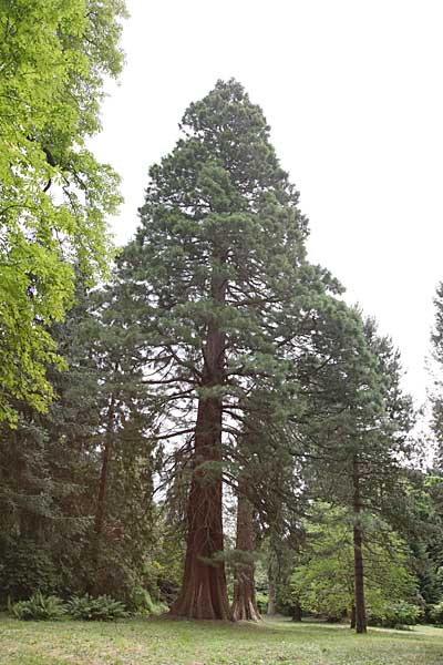 Putbus Schlosspark