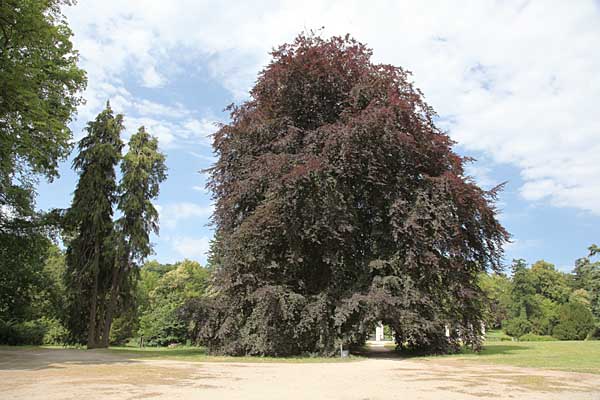 Putbus Schlosspark