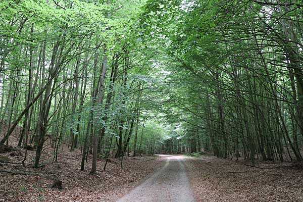 Radweg im Granitzwald